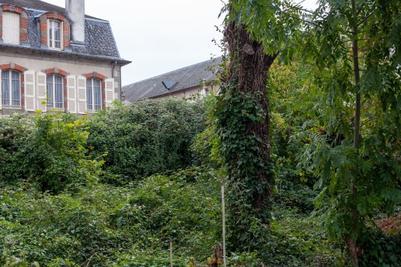 Wild vegetation in the garden