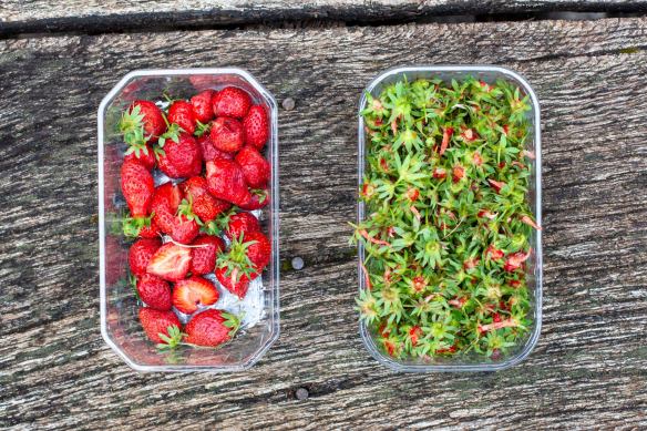 Peu de déchets après l'équeutage et le tri des fruits