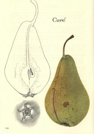 Dessin poire Curé dans Kessler