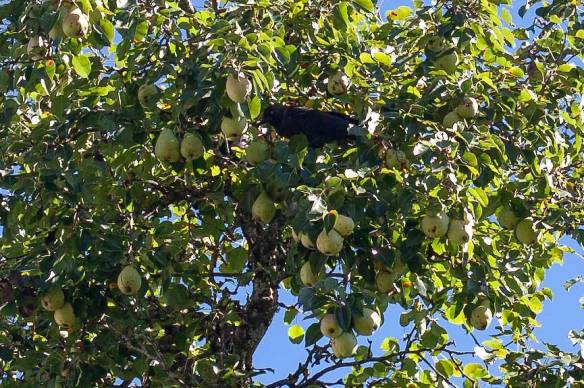 Poires du grand arbre