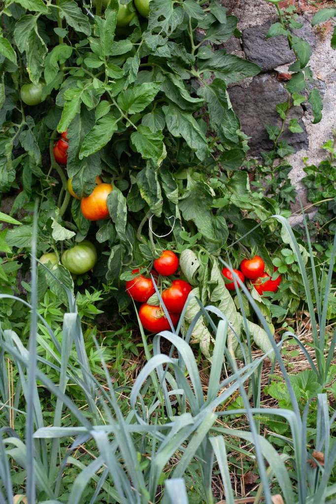 Photo de tomates, de poireaux et de verveine dans le jardin