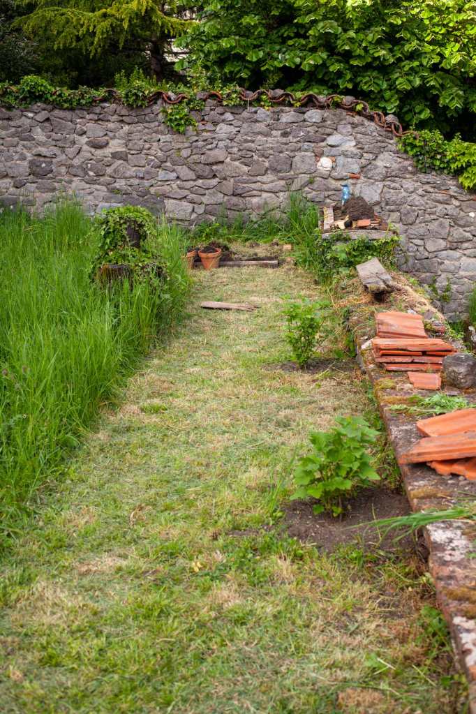 Photo de jeunes groseillers et cassis dans le jardin