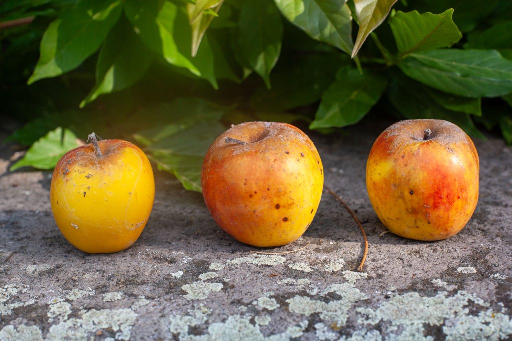 Fruits sortis de la cave