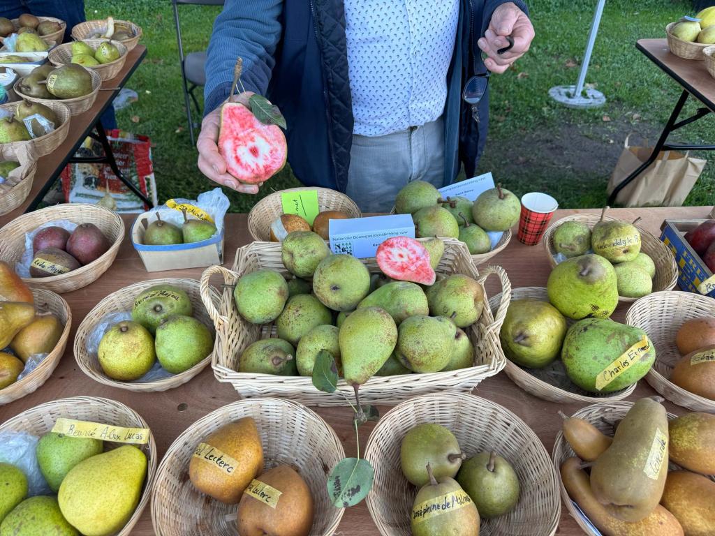 Table full of pears
