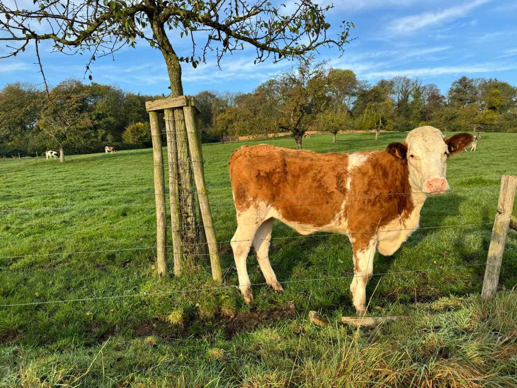 Cow next to a pear tree