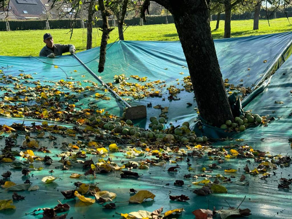 Person using a hoe to push apples in a hole